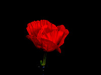 Still Life Flowers Sept 2021--Olympus Om1 mk2 + 12-40mm f2.8 lens