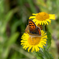 _OLY0006-Small Copper