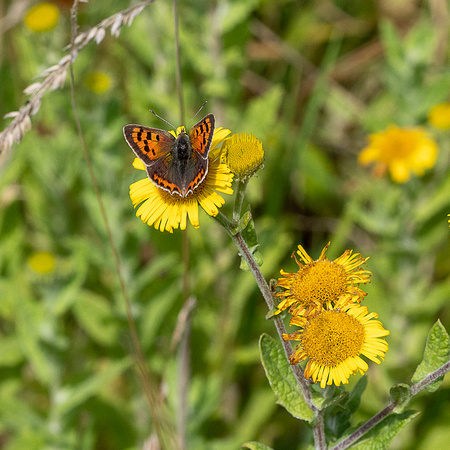 _OLY0003-Small Copper