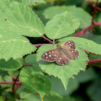_OLY0066-Speckled Wood