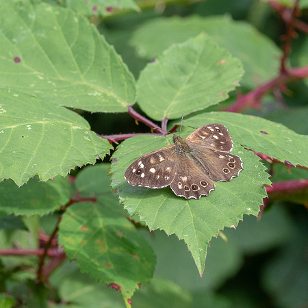 _OLY0066-Speckled Wood