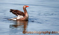 (7) Greylag Goose