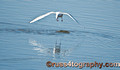 (4) Gull Diving_DSC2494