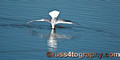 (3) Diving Gull_DSC2495